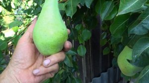 Груша ВИКТОРИЯ ЗИМНЯЯ -1 / 10.10.2024 года