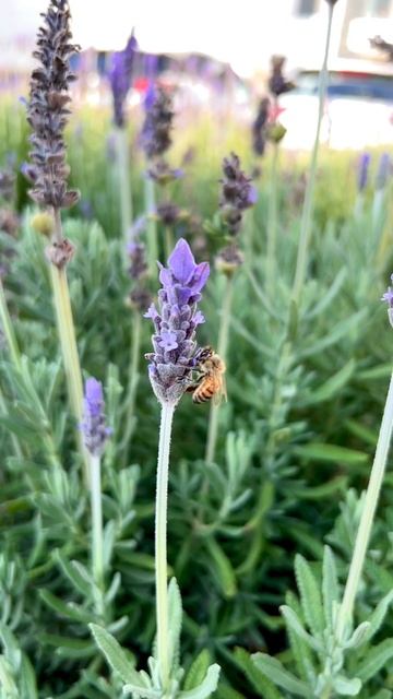 Лаванда цветет в январе смотреть онлайн