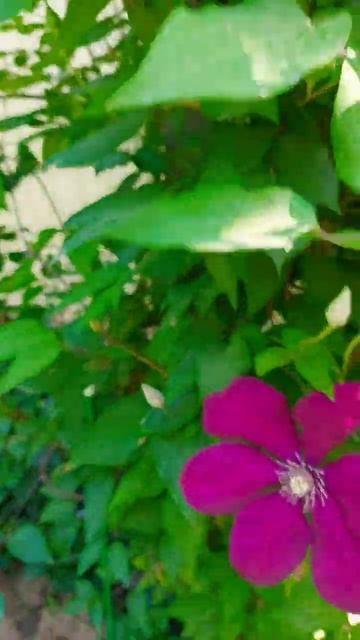 Клематис смотреть онлайн