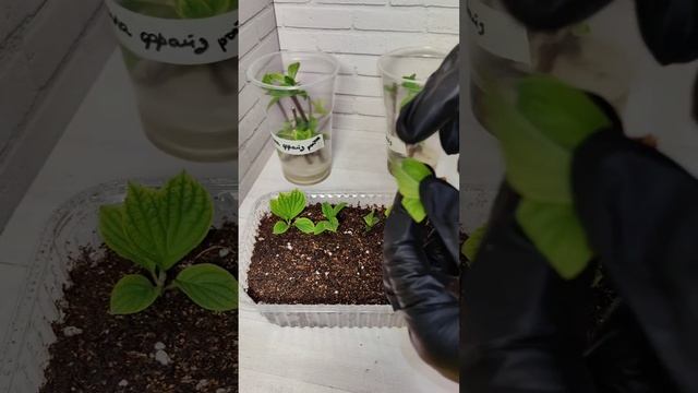 Самый лучший способ черенкования метельчатых гортенз смотреть онлайн