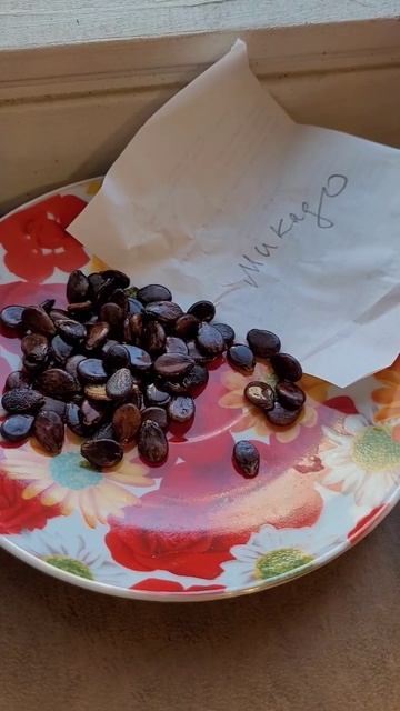 Собрала семена арбуза