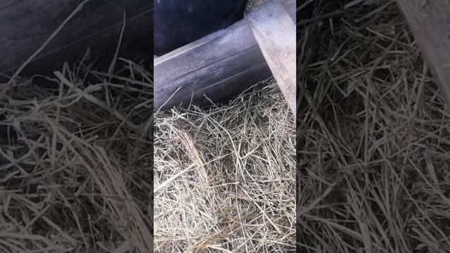 Любимая люцерна смотреть онлайн