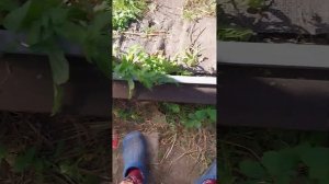 Обработка бруса в теплице для сохранности.