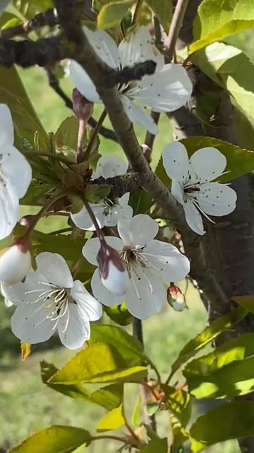 Цветение вишни 🌸 #сакура #вишня #сад #огород #весна25 #ц? смотреть онлайн