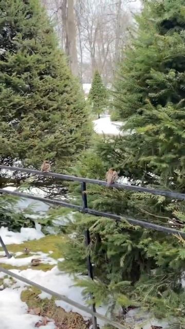 Воробьи#спб смотреть онлайн