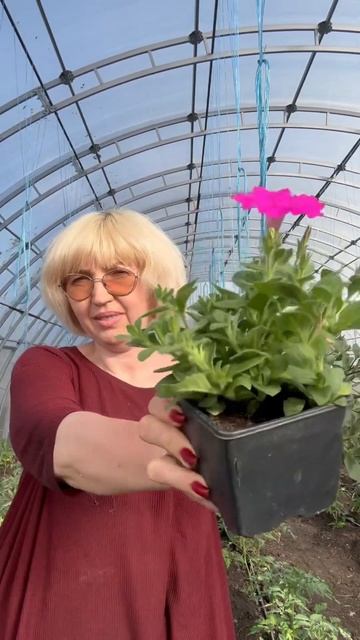 Как получить пышный куст петунии! #дачныесоветы #расса смотреть онлайн