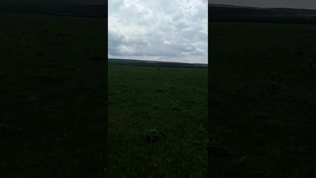 Ставрополье,дикие пионы 🥰 смотреть онлайн