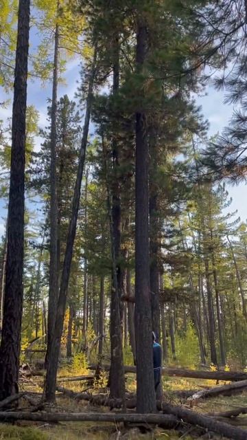 Сбор кедровых шишек смотреть онлайн