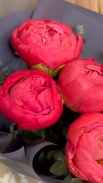 пионы Корал Шарм смотреть онлайн