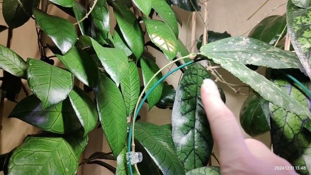 Обзор растений... орхидеи, бегонии, сциндапсусы и др., р? смотреть онлайн