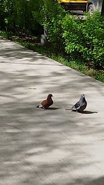 Коротко и ясно смотреть онлайн