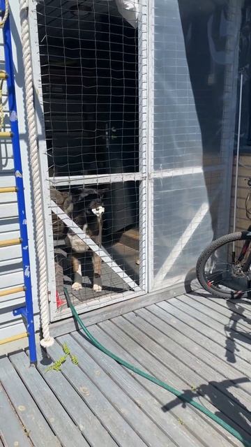 Такая какая есть Американская Акита Молли-несравненн? смотреть онлайн