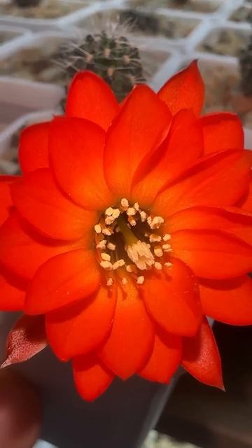 Mediolobivia cincinnata WR300 #цветы #кактус #cactus 🌵🌺#kaktus смотреть онлайн