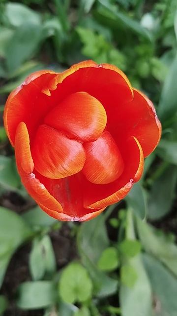 тюльпаны смотреть онлайн