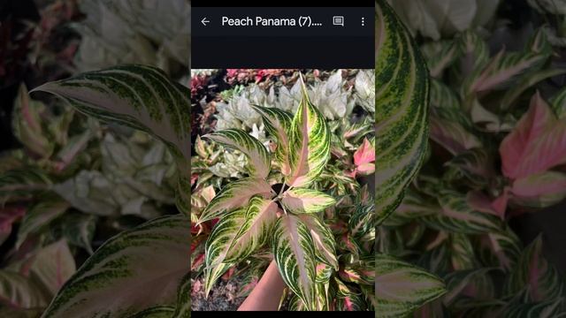 AGLAONEMA PANAMA. PINK. PEACH. RED. #plants #AGLAONEMA #аглаонема