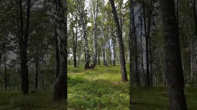 Мне так понравилось гулять в этом лесу,он такой красив смотреть онлайн