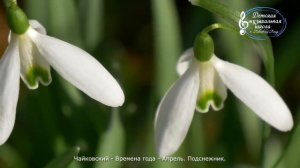 Чайковский. Времена года. Апрель. Подснежник.