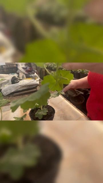 Формировка ампельной пеларгонии в феврале смотреть онлайн