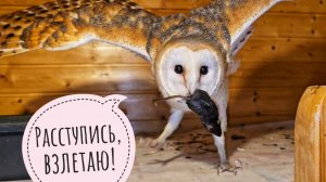 Совы: сипуха Пухня продолжает утекать, сыч Лучик борет мышу, сыч Чу пьёт водичку, филин Ёль гнездует