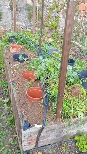 Готовлю грядки для посадок🇵🇹🇵🇹🇵🇹