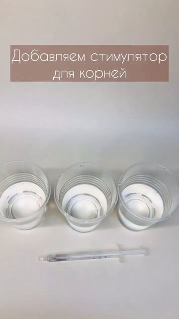 Как обрезать и укоренить Монстеру Адансона вариегатн? смотреть онлайн