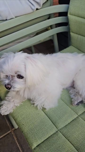 Персона нон грата в кафе! смотреть онлайн