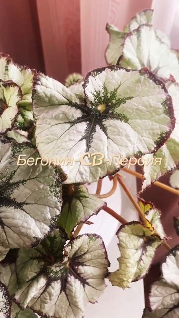 9 февраля 2023 г. смотреть онлайн