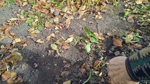 ПОДГОТАВЛИВАЕМ   АСТИЛЬБЫ  К ЗИМОВКЕ!!! ЧТО  НАДО ДЕЛАТЬ