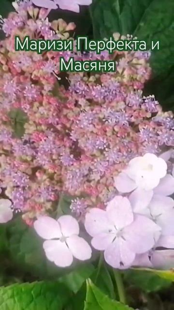Вотсапп 89219779489 #подпорожье #продажагортензий смотреть онлайн