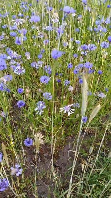 Васильки в поле