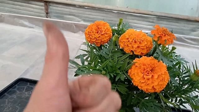 Бархатцы Тайшаны смотреть онлайн