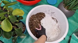 Пересаживаем пеперомию туполистную, обрезаем и готов?