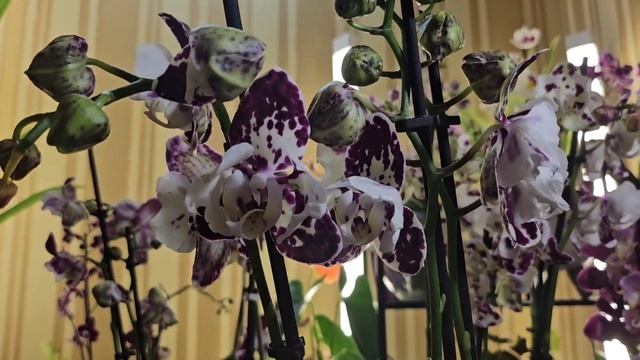 Орхідея фаленопсис Маракеш (Marrakech) пелор, триліпс, мете