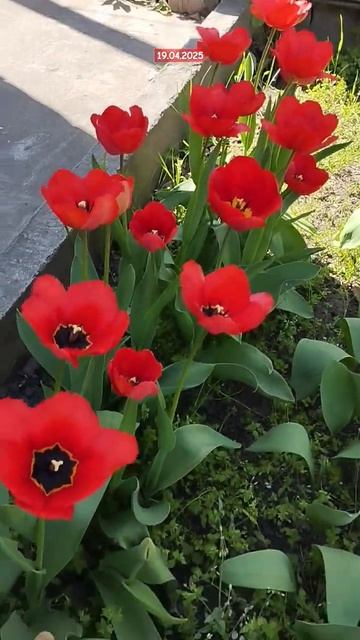 Магия тюльпанов, восторг в каждом кадре #сад #flowers #nature # смотреть онлайн