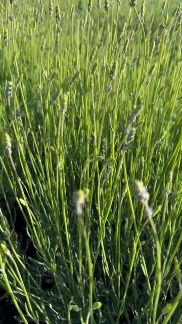 1.6 метра - высота лавандового куста в нашем лавандовом смотреть онлайн