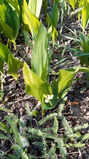 Ландыш майский / Lily of the Valley May смотреть онлайн