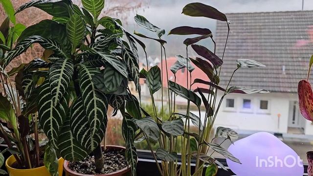 Ктенанта, Калатея, Маранта .Комнатные растения #nature #plan смотреть онлайн