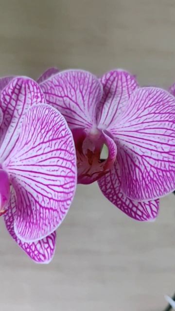 Орхидея фаленопсис. #комнатныерастения #орх смотреть онлайн