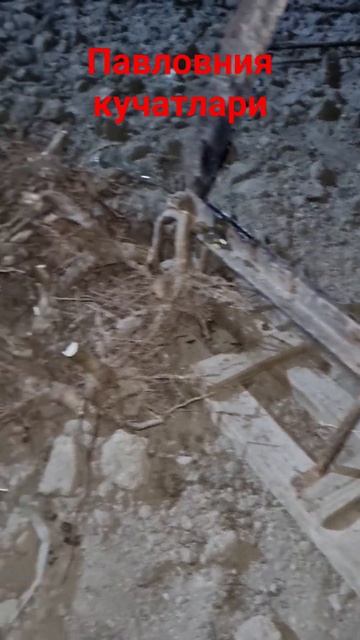 #павловния технический срез смотреть онлайн