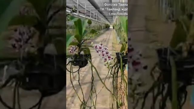 Таиланд. Орхидеи с семейной фермы / Orchids from a family farm. смотреть онлайн