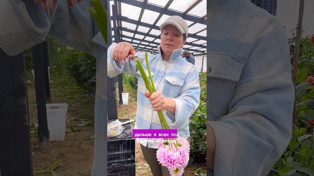 СОРТА ГЕОРГИНОВ | Sweet Love смотреть онлайн