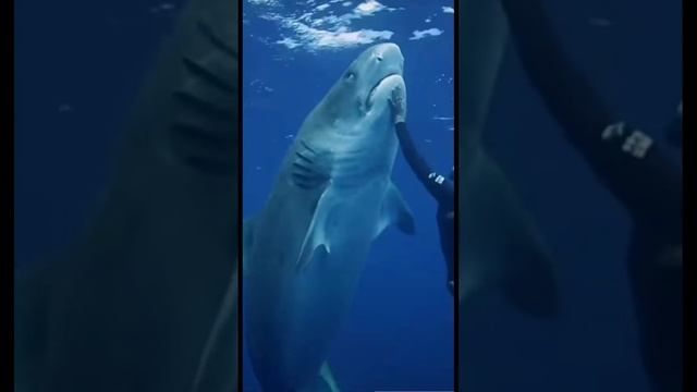 шевели ластами морские приключения смотреть онлайн