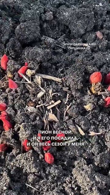 Что делать с пионом который вы посадили этой весной? смотреть онлайн