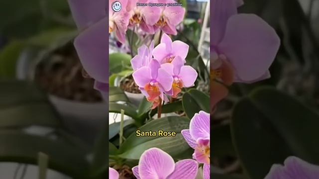 Названия орхидей. #цветениеорхидей #orchidcare #orchid #орхиде? смотреть онлайн