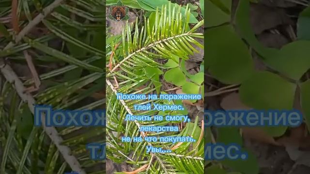 Пихта заболела