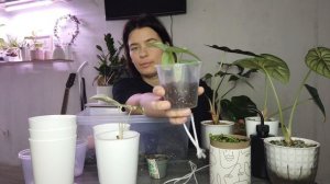 Фитильный полив для начинающих|Болталка