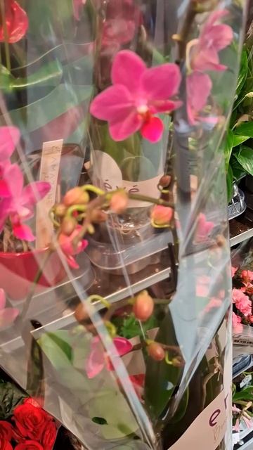 Очень нежная орхидея мультифлора #orchid #orchids #орхидеи #ц? смотреть онлайн