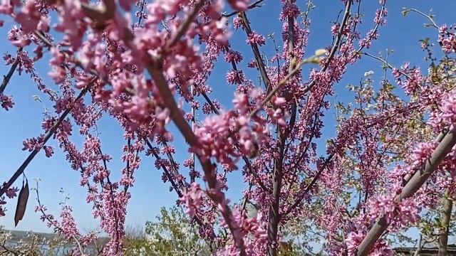 3 минуты красоты - Церцис канадский