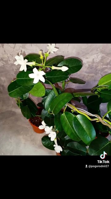 Мадагаскарский Жасмин Стефанотис, цена 250 гривен! Брон смотреть онлайн