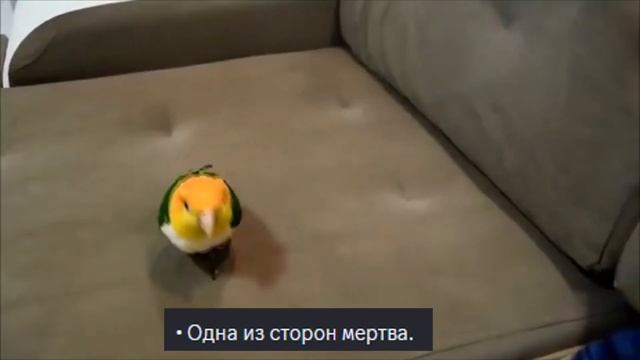 ПРАВИЛА AGE OF DINO для баянов! (менее чем за 5 минут) | The Isle смотреть онлайн